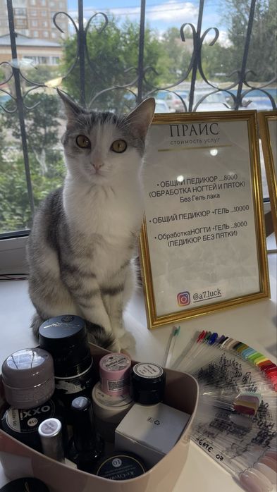 Ищем Кота для нашей девочки срочно