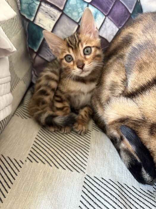 Котенок мальчик бенгал