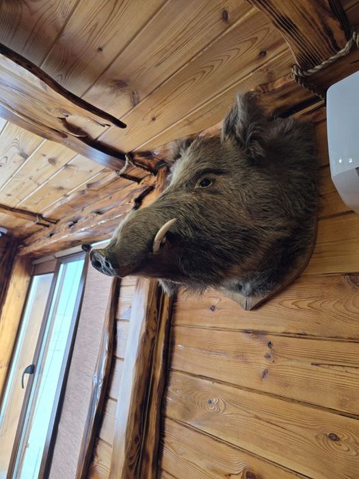 Чучело головы кабана