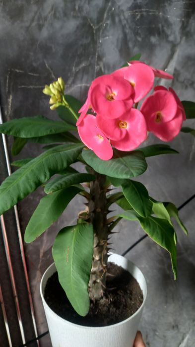 Продам красивые цветы