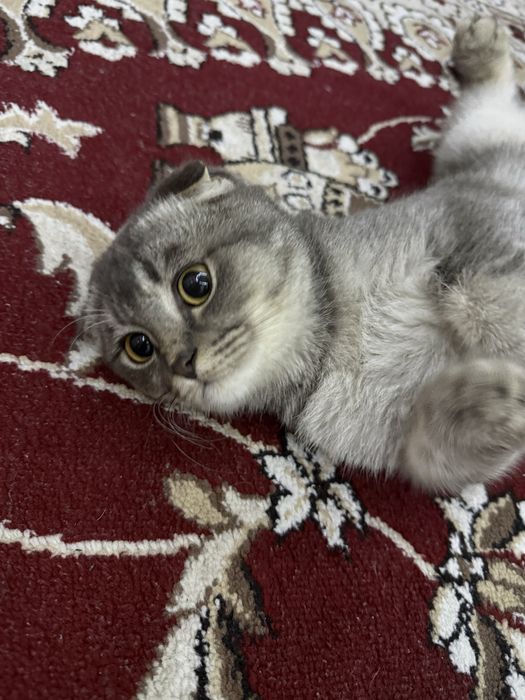 Skotsh fold mushukcha