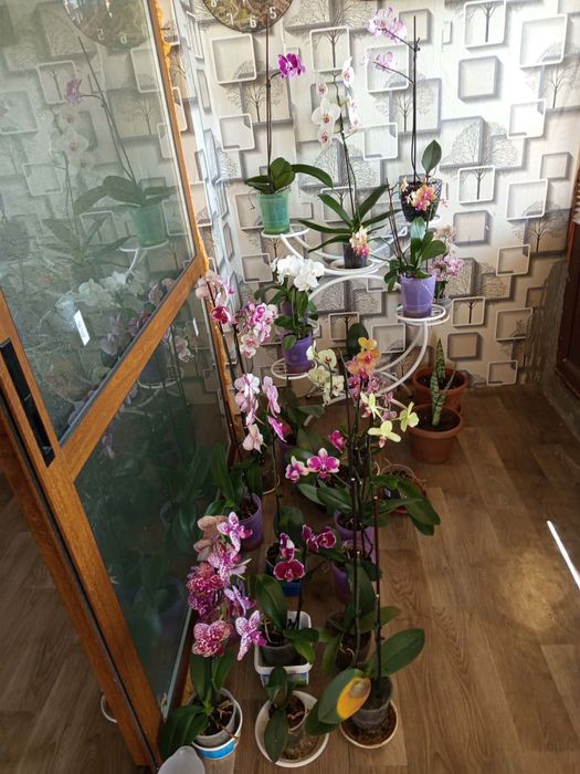 Продавам орхидеи