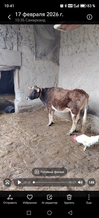 Сигир мол соглик