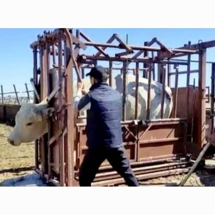 Фиксатор (раскол) для скота (КРС, лошадей)