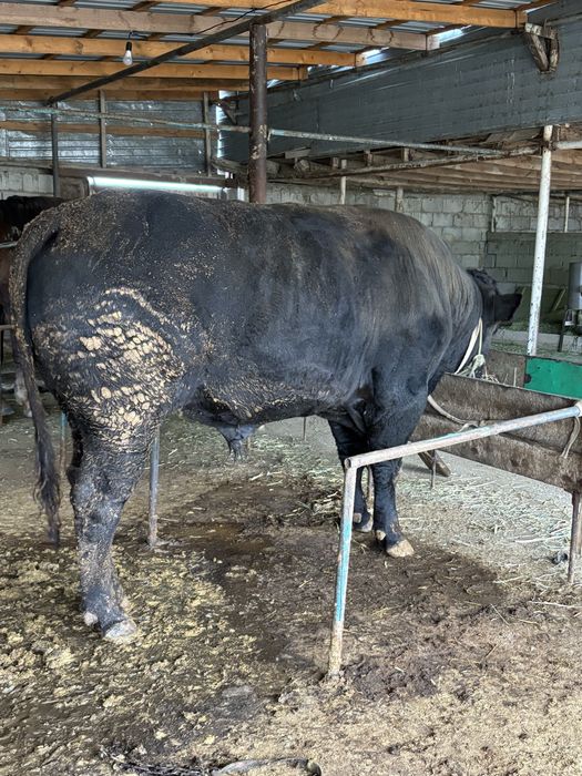 Ангус бұқа сатылады