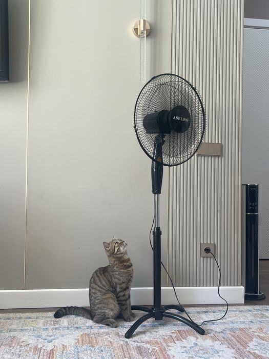 Отдам Кота бесплатно .