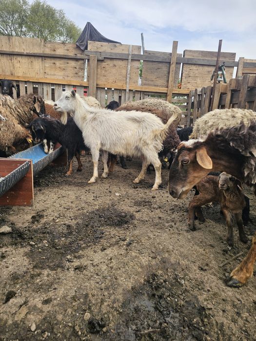 Козёл коза Ешки текесимен