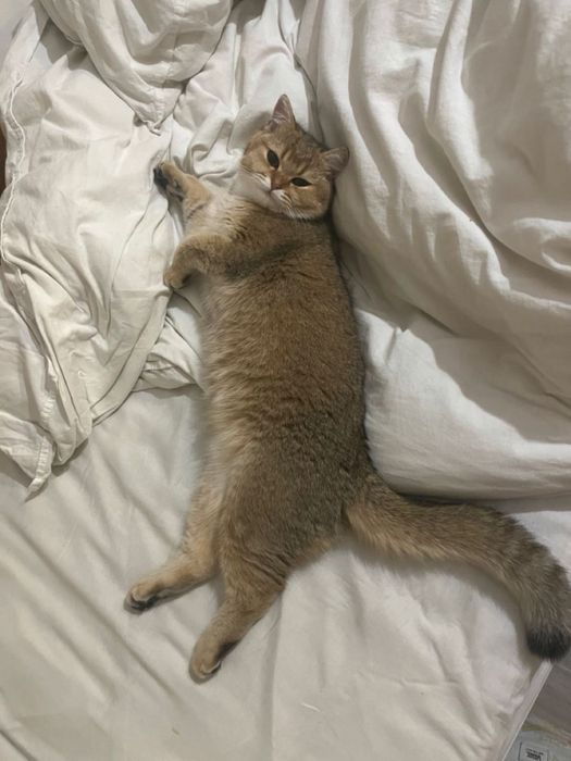 Scottish Fold 1 yarim oylik.