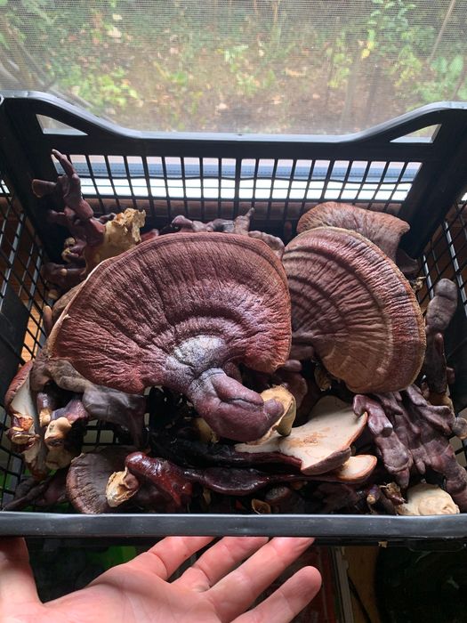 Ganoderma Lucidum (Reishi)  - ciuperca nemuririi