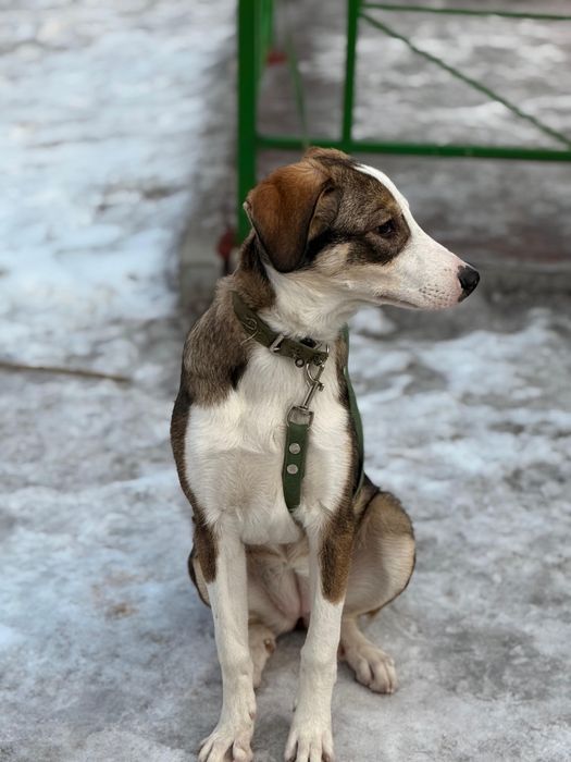 Пристраивается срочно!