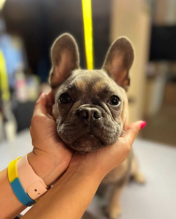 Груминг Pet Barber Варна