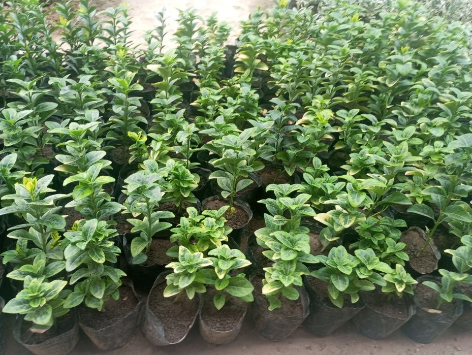 Шамшодь кочатлари бересклет, ейономус