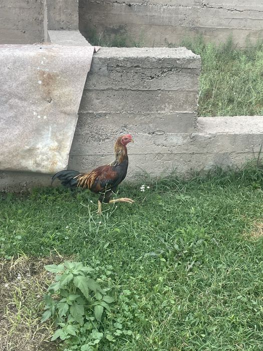 Байсобский кораз