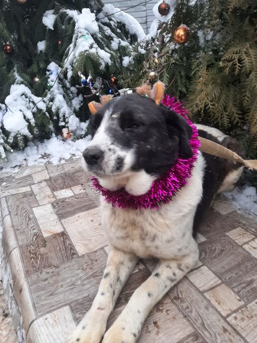 ПорОдиСтыЕ и Дворянины в НадеЖные руки