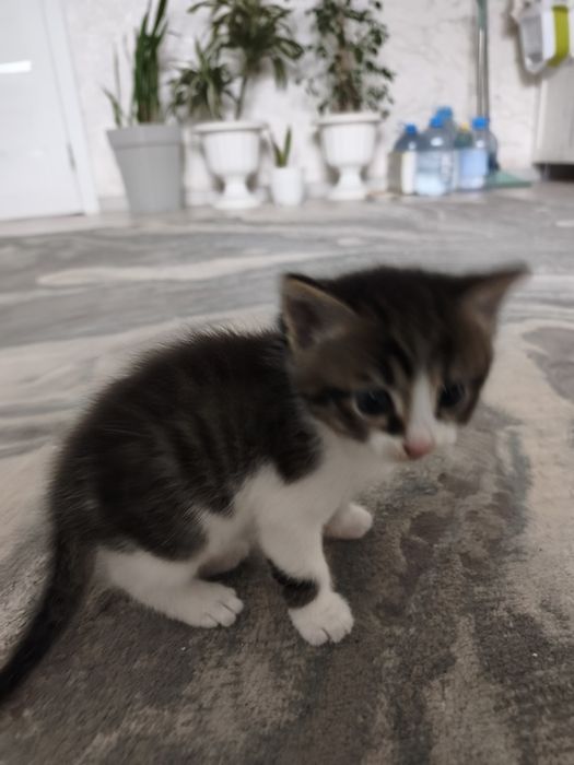 Отдам котенка в добрые руки