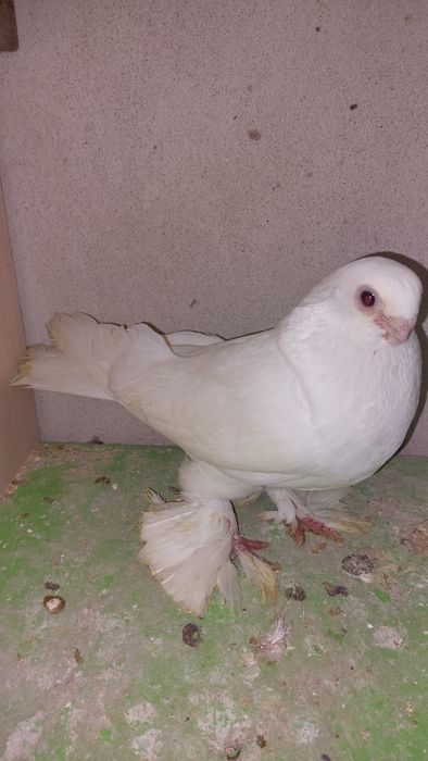Голуби белый самка кептер