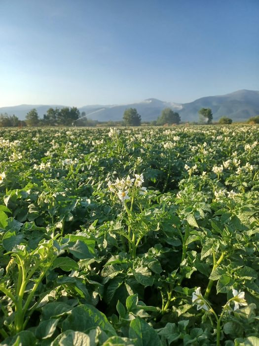 Cartofi samanta certificati din elita si prima inmultire Riviera, Ariz