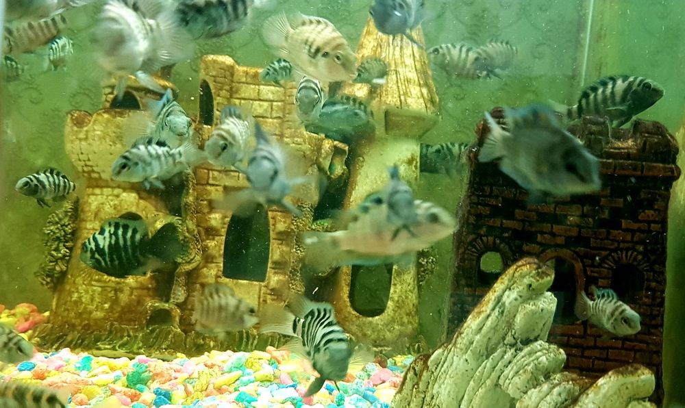 Чернополосая цихлазома