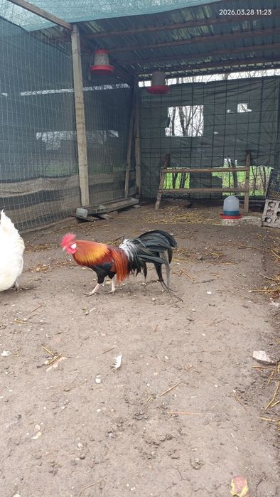 Vand cocos Phoenix și Cochin  pitic