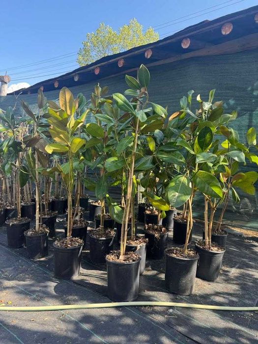 Магнолия Грандифлора(Grandiflora) - вечнозелена