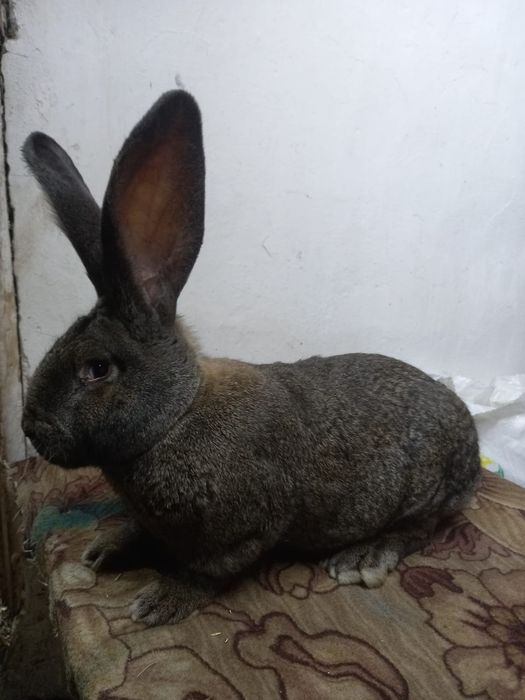 Продам кролики фландер