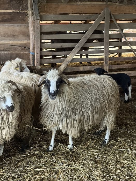 De vanzare oi cu miei