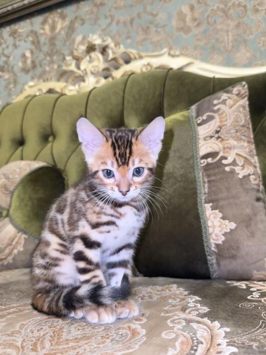 Бенгальский красивый котенок