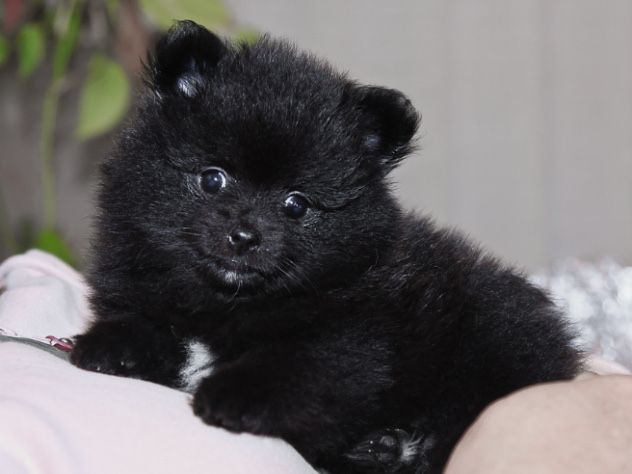 Продаются мини шпицы