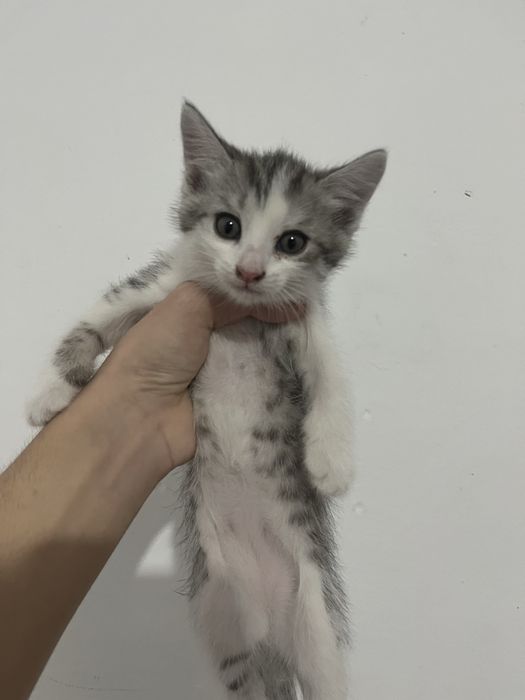 прямоухие кошки