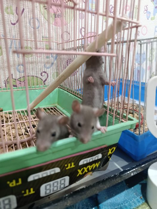Продам крысят мальчики