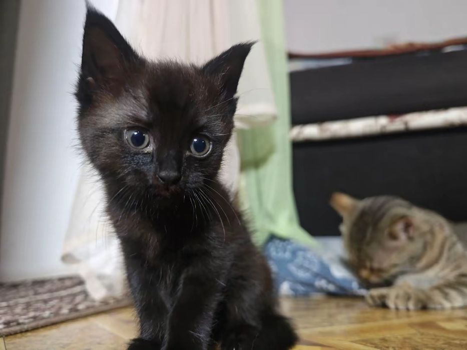 Отдам котёнка в добрые руки