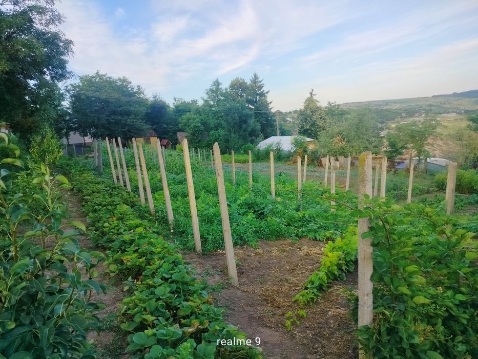 Teren intravilan în loc. Buznea