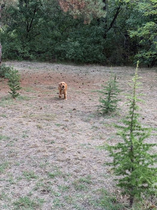 Намалено!!!Кокерче- момче на 9 месеца -50 евро