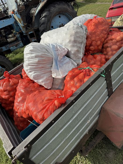 Продам картофель мешками