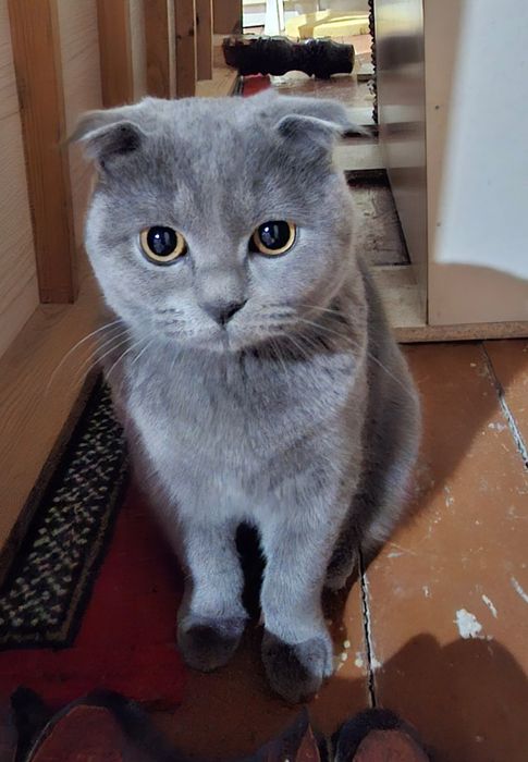 Акилли мушугимиз сотилади