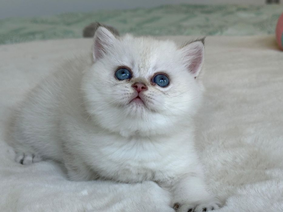 British  silver shaded point