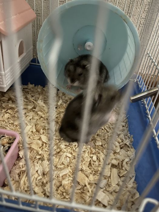 Продам пара хомяк