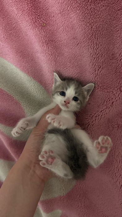 Продам девочку котенка