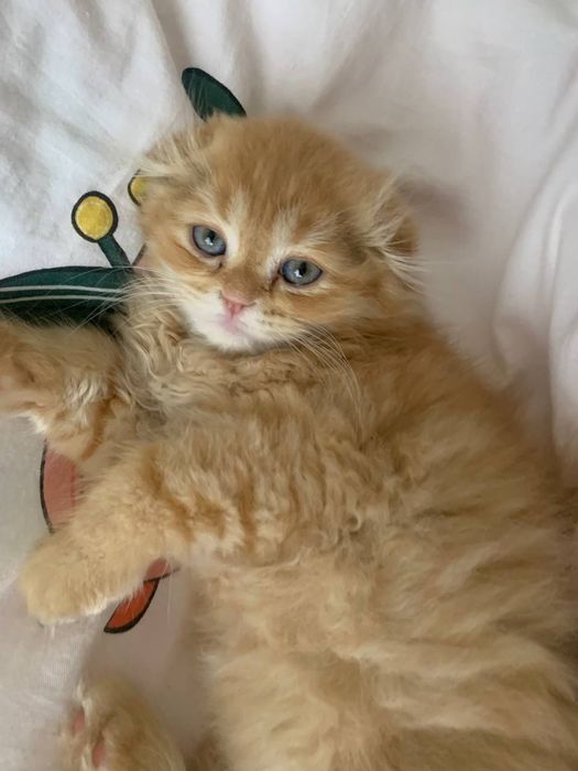 Продается Котенок SCOTTISH FOLD