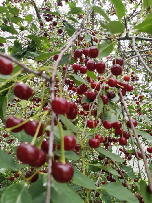 Продам частный дом в Кобде