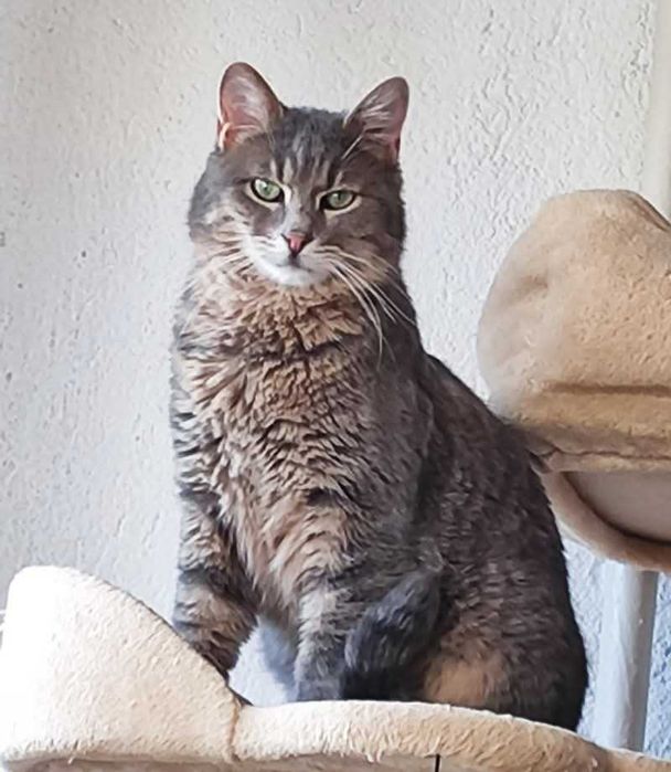 Зеленооко сиво мъжко коте (2 г) търси дом