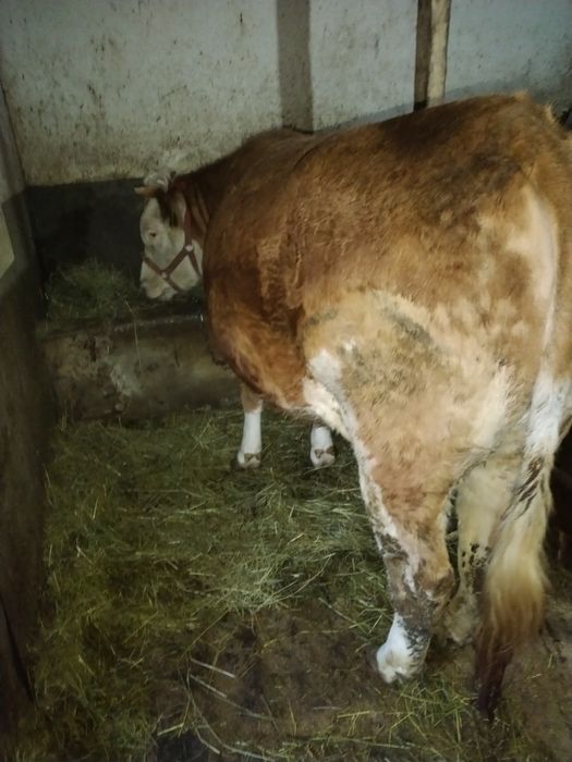 Vând junincă gestanta