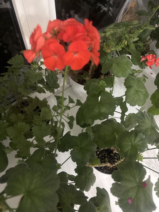 Домашние цветы разные