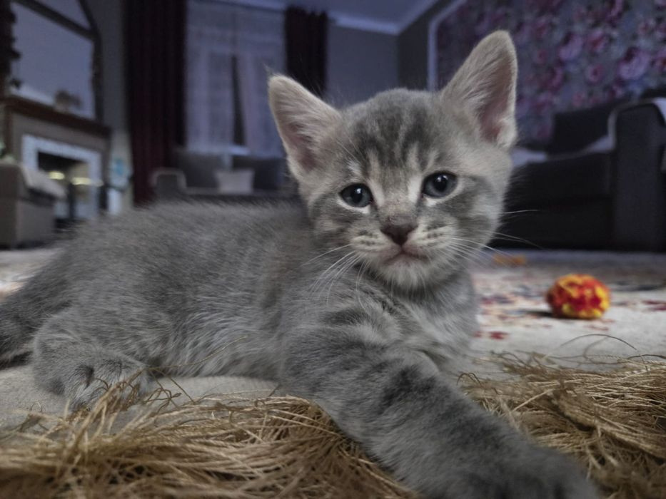 Продам умных, ласковых котят