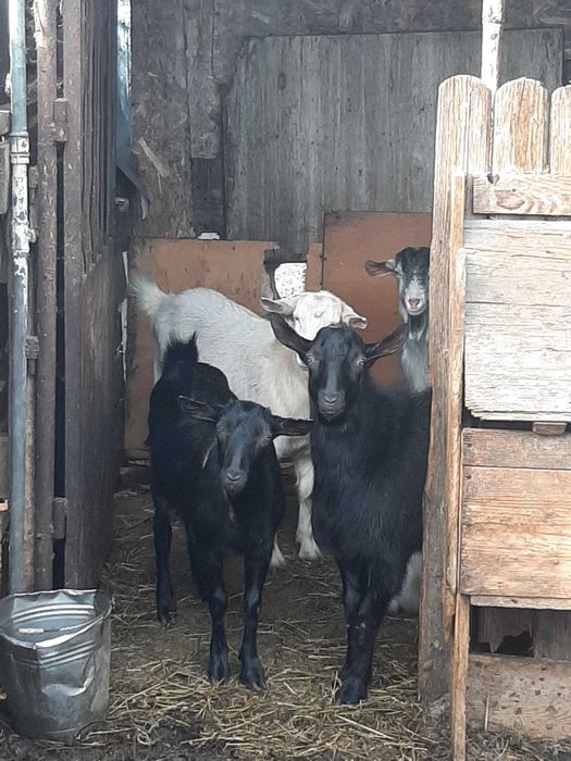 Iezi de vanzare pret negociabil