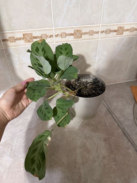 Продам комнаиные цветы