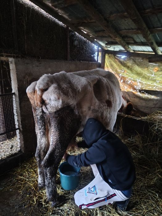 Vaca de vânzare,15l lapte