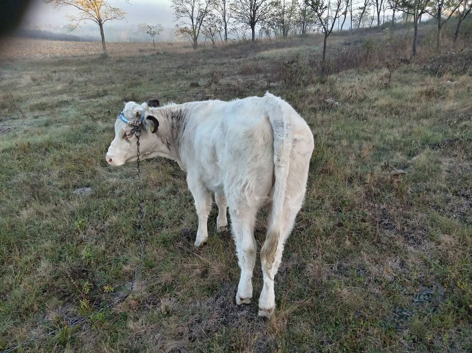 Vând vițica belgian vârstă 10 luni