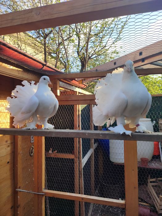 Voltați indieni albi pereche