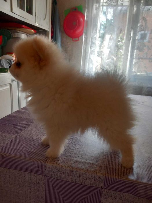 Pomeranian baiat